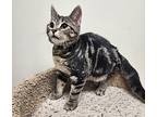 Chani, Domestic Shorthair For Adoption In Fremont, Ohio