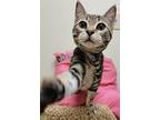 Alia, Domestic Shorthair For Adoption In Fremont, Ohio