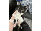 Twinkle Toes, Domestic Shorthair For Adoption In Fort Collins, Colorado