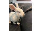 Will, Florida White For Adoption In West Palm Beach, Florida