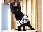 Kiki, Mercedes & Chevy, Domestic Shorthair For Adoption In Newport, Washington