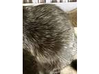 Wizard, Domestic Shorthair For Adoption In Chattanooga, Tennessee
