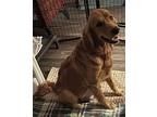 Star, Golden Retriever For Adoption In Denton, Texas