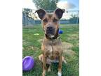 Adopt Ava a Siberian Husky / Terrier (Unknown Type, Small) / Mixed dog in South