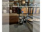 American Bully PUPPY FOR SALE ADN-827662 - GottiDax x Razors Edge