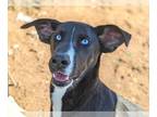 Huskies Mix DOG FOR ADOPTION RGADN-1173451 - Barbie - Husky / Shepherd / Mixed