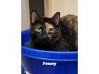 Adopt Penny a Domestic Shorthair / Mixed (short coat) cat in Cedar Rapids