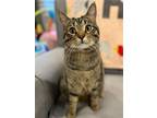 Adopt Charles a Brown Tabby Domestic Shorthair / Mixed (short coat) cat in South