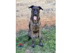Adopt Bobby-Joe a Great Dane / Mixed dog in Bullard, TX (37987539)