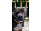 Adopt Riddle a Black - with White Pit Bull Terrier / Mixed dog in Memphis