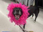 Adopt Aspen a Black - with White Mixed Breed (Medium) dog in St.