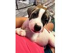 Cody Johnson Wallace, American Staffordshire Terrier For Adoption In Warwick