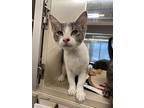 Jones, Domestic Shorthair For Adoption In Lincoln, Nebraska