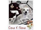 Nora, Jack Russell Terrier For Adoption In Dalton, Georgia