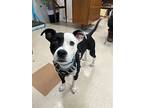 Petey Pie, Staffordshire Bull Terrier For Adoption In Santa Rosa, California