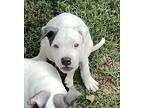 Ryder, American Pit Bull Terrier For Adoption In Warr Acres, Oklahoma