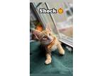 Shock, Domestic Shorthair For Adoption In Chesapeake Beach, Maryland