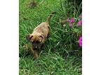 Roger -new, Terrier (unknown Type, Medium) For Adoption In Tuscaloosa, Alabama