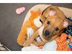 Layla, Retriever (unknown Type) For Adoption In Helotes, Texas