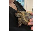 Tortoise#4, Tortoise For Adoption In South Salem, New York