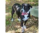 Sadie M, Labrador Retriever For Adoption In Somerset, Kentucky