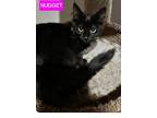 Nugget, Domestic Mediumhair For Adoption In Buhl, Idaho