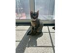 Tony, Domestic Shorthair For Adoption In Painted Post, New York
