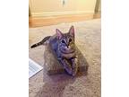 Emmy, Domestic Shorthair For Adoption In Painted Post, New York