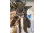 Tesla, Domestic Shorthair For Adoption In Bowling Green, Kentucky