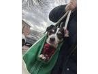 Cherry, Dachshund For Adoption In New York, New York