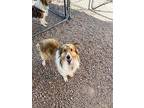 Honeydew, Sheltie, Shetland Sheepdog For Adoption In Pueblo West, Colorado