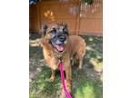 Ava, Golden Retriever For Adoption In Summit, New Jersey