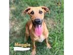Maggie, Doberman Pinscher For Adoption In Bothell, Washington