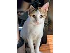 Hazel, Calico For Adoption In Gravette, Arkansas