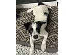 Louis, Terrier (unknown Type, Small) For Adoption In Pleasanton, California