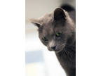 Valvoline, Domestic Mediumhair For Adoption In Columbus, Indiana