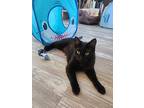 Punky, Domestic Shorthair For Adoption In Fort Collins, Colorado