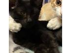 Brie, Domestic Shorthair For Adoption In Burlington, Iowa