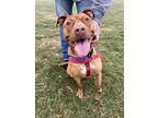 Luna, American Staffordshire Terrier For Adoption In W. Windsor, New Jersey