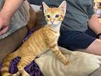 Perseus (aka Percey), Domestic Shorthair For Adoption In Panama City, Florida