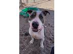 Baldor, American Staffordshire Terrier For Adoption In Cottonwood, Arizona