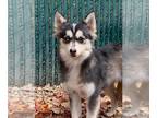 Pomeranian DOG FOR ADOPTION RGADN-1178499 - Lily - Pomeranian / Siberian Husky