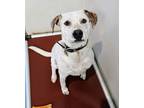 Adopt Chester a White - with Tan, Yellow or Fawn Australian Cattle Dog dog in