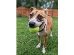 Adopt August a Boxer / Hound (Unknown Type) / Mixed dog in Mobile, AL (37922786)