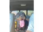 Adopt BRANDI a Black - with Brown, Red, Golden, Orange or Chestnut Rottweiler /