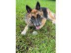 Adopt Jeffery a Brown/Chocolate - with Black German Shepherd Dog / Mixed dog in