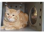 Adopt Simba Orange - In Foster a Domestic Shorthair / Mixed (short coat) cat in