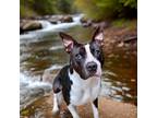 Adopt Smokey a American Pit Bull Terrier / Mixed Breed (Medium) / Mixed dog in