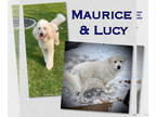 Pyredoodle PUPPY FOR SALE ADN-828335 - Pyredoodle