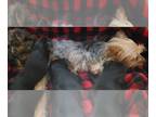 Yorkshire Terrier PUPPY FOR SALE ADN-828334 - Yorkshire Puppies purebred little